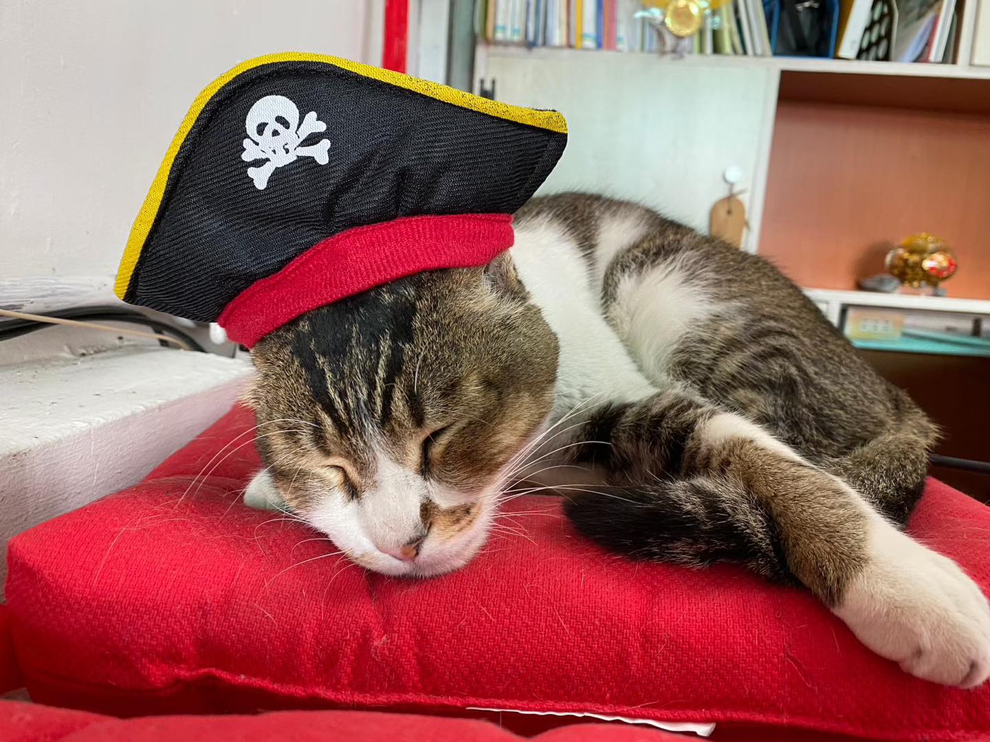 戴海盜帽的貓